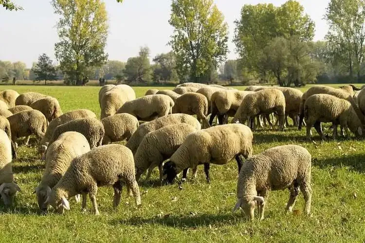 Sextreffen Lampertheim