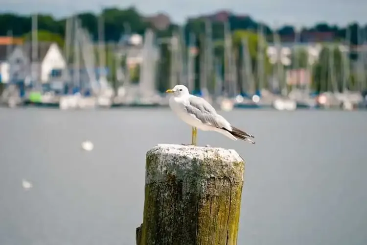 Sextreffen Schleswig